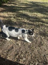 Found/Stray Unknown Cat last seen 88th & Rochester Ave, Lubbock, TX 79424