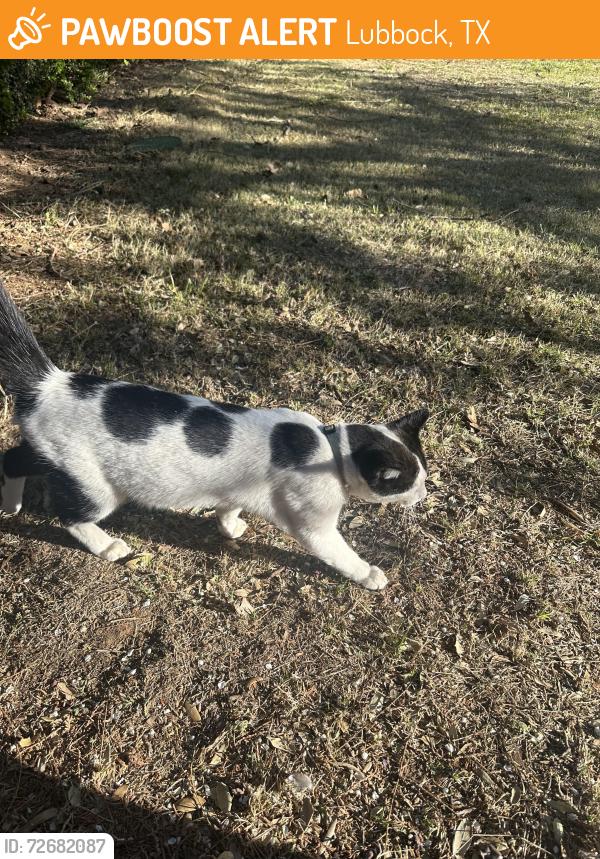 Found/Stray Unknown Cat last seen 88th & Rochester Ave, Lubbock, TX 79424