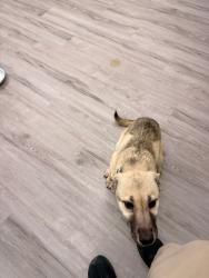 Found/Stray Female Dog last seen Construction Area, Chattanooga, TN 37421