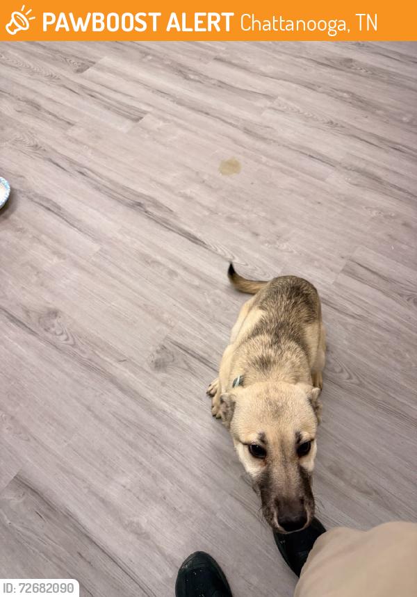 Found/Stray Female Dog last seen Construction Area, Chattanooga, TN 37421