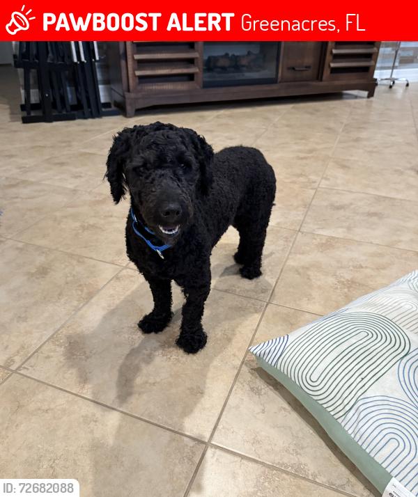 Lost Male Dog last seen Last seen in Lakes of Sherbrooke Community , Greenacres, FL 33467