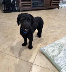 Lost Male Dog last seen Last seen in Lakes of Sherbrooke Community , Greenacres, FL 33467