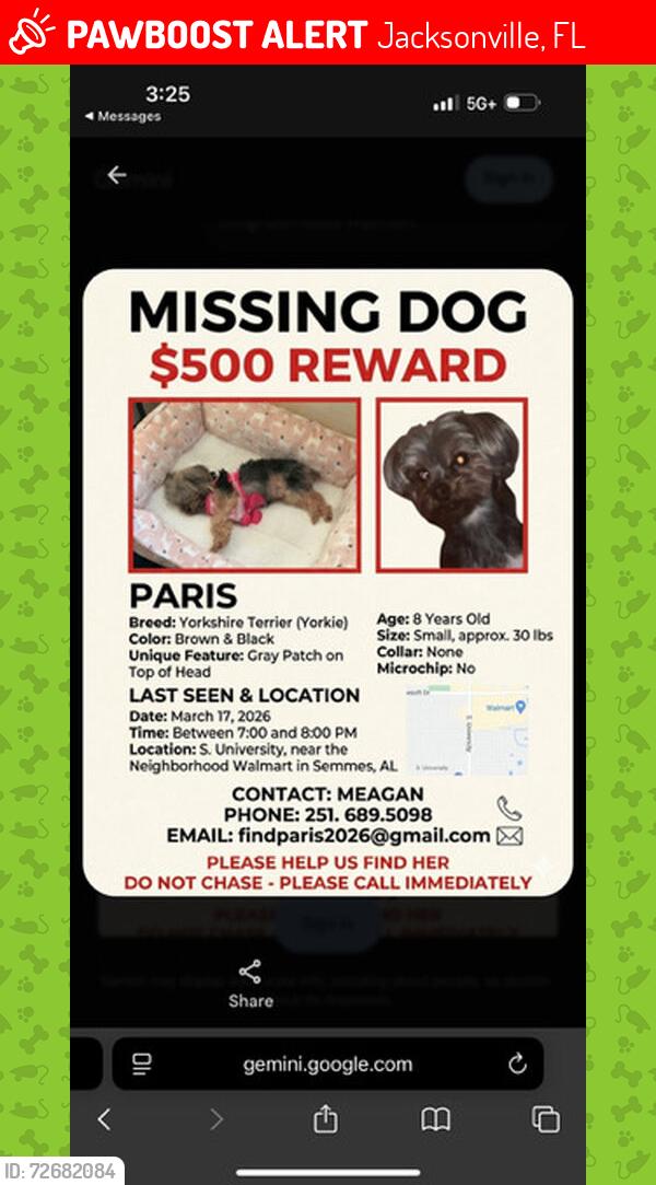 Lost Female Dog last seen University Blvd South, Jacksonville, FL 32216