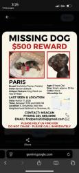 Lost Female Dog last seen University Blvd South, Jacksonville, FL 32216
