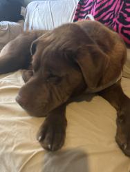 Found/Stray Male Dog last seen B street and West Lakeview , Pensacola, FL 32501
