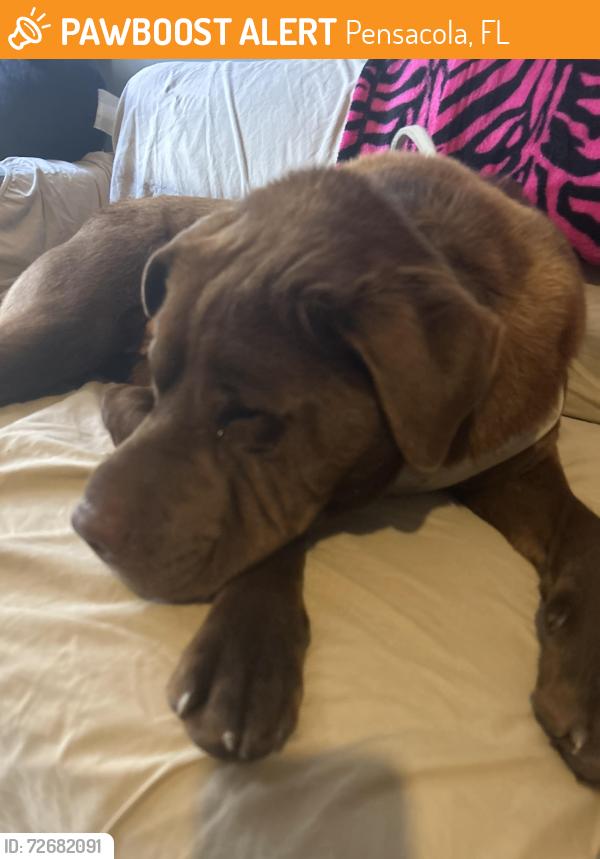 Found/Stray Male Dog last seen B street and West Lakeview , Pensacola, FL 32501
