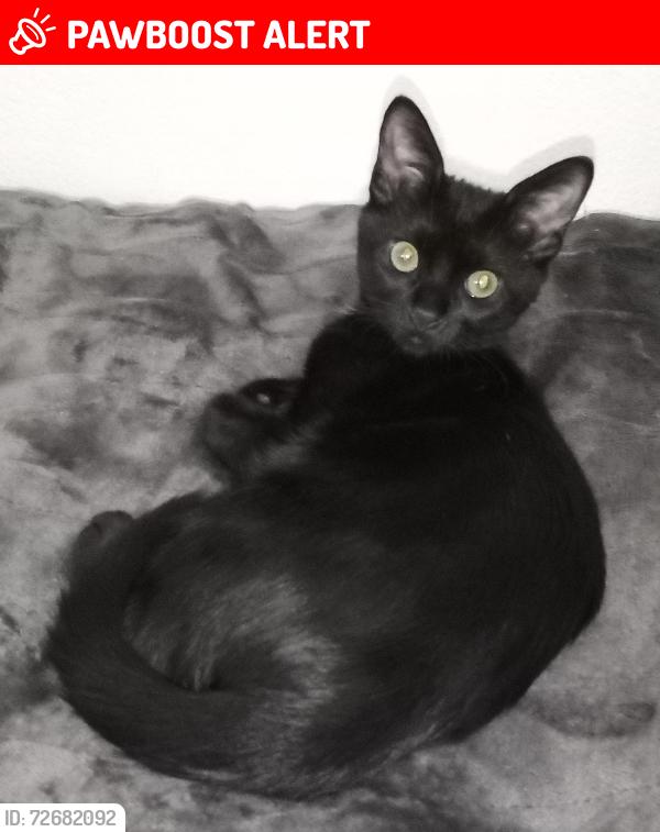 Lost Male Cat last seen Ave  D 130 St West, Los Angeles County, CA 93536
