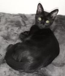Lost Male Cat last seen Ave  D 130 St West, Los Angeles County, CA 93536