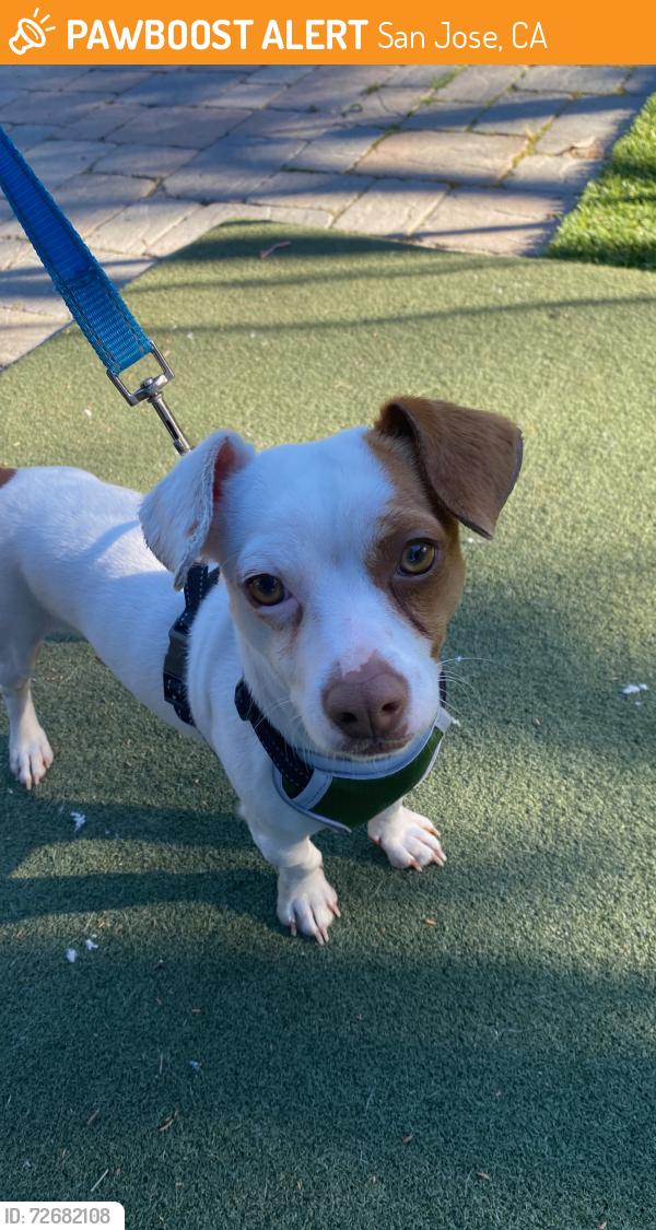 Found/Stray Male Other last seen Camden Ave -Bascom Ave, San Jose, CA 95120