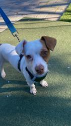 Found/Stray Male Other last seen Camden Ave -Bascom Ave, San Jose, CA 95120