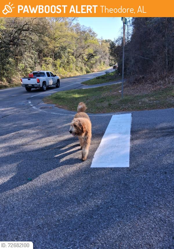 Found/Stray Unknown Dog last seen Allegra between Theodore Dawes and Carol Plantation , Theodore, AL 36582