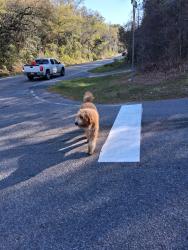 Found/Stray Unknown Dog last seen Allegra between Theodore Dawes and Carol Plantation , Theodore, AL 36582