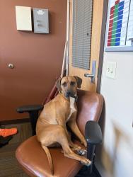 Lost Male Dog last seen broadway and mary jane, Missoula, MT 59808