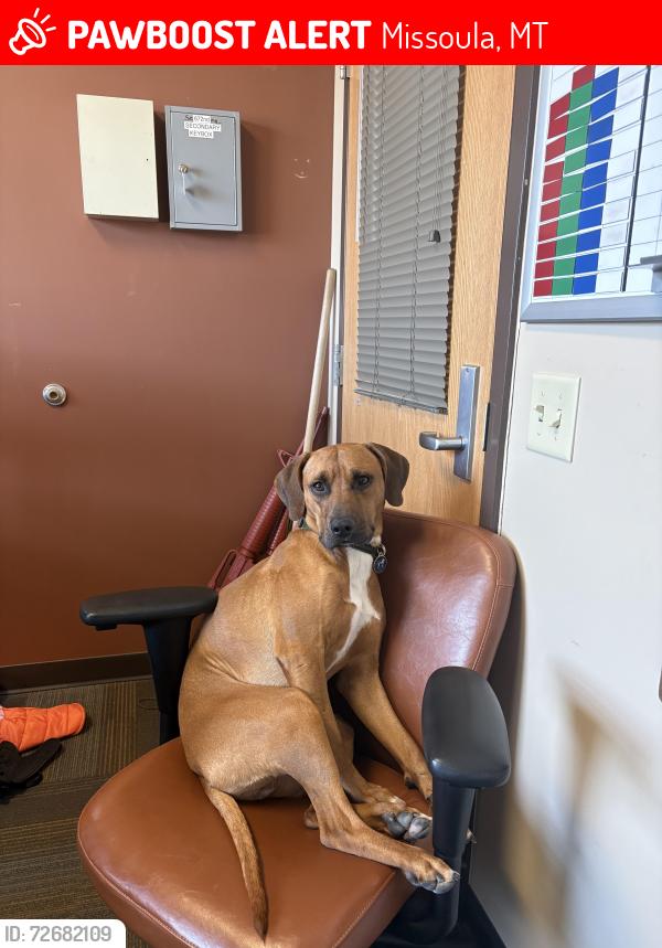 Lost Male Dog last seen broadway and mary jane, Missoula, MT 59808