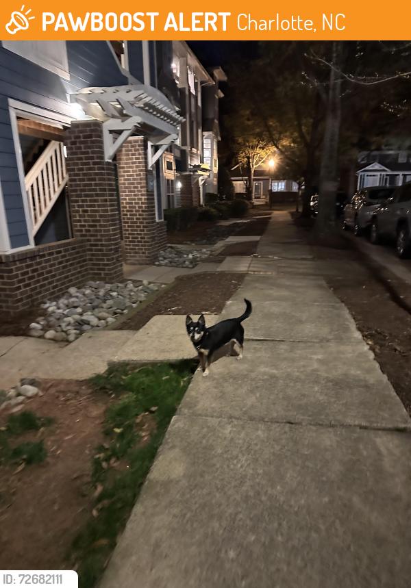 Found/Stray Female Dog last seen Olmstead Park cndmniums, Charlotte, NC 28203