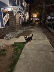 Found/Stray Female Dog last seen Olmstead Park cndmniums, Charlotte, NC 28203