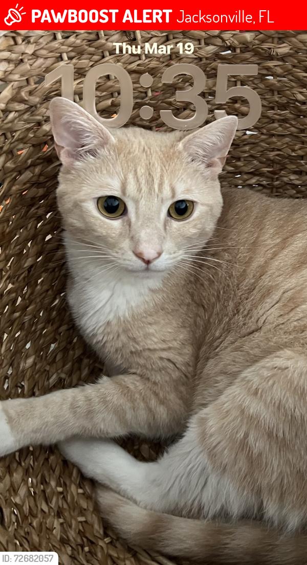 Lost Male Cat last seen Liska drive , Jacksonville, FL 32244