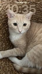 Lost Male Cat last seen Liska drive , Jacksonville, FL 32244