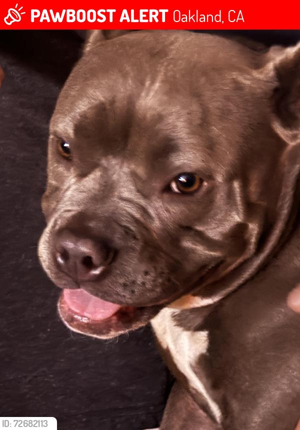 Lost Female Dog last seen Louisiana Street And RailRoad Ave , Oakland, CA 94603