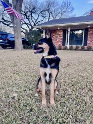 Lost Female Dog last seen Midwestern/ Taft / Collective  , Wichita Falls, TX 76308