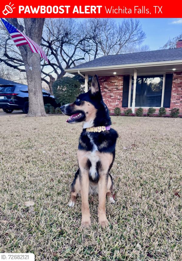 Lost Female Dog last seen Midwestern/ Taft / Collective  , Wichita Falls, TX 76308