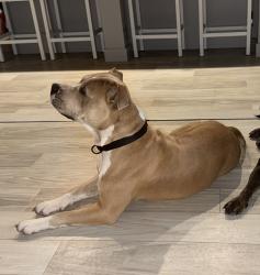 Lost Male Dog last seen Mt pleasant rd, Wayne County, GA 31543