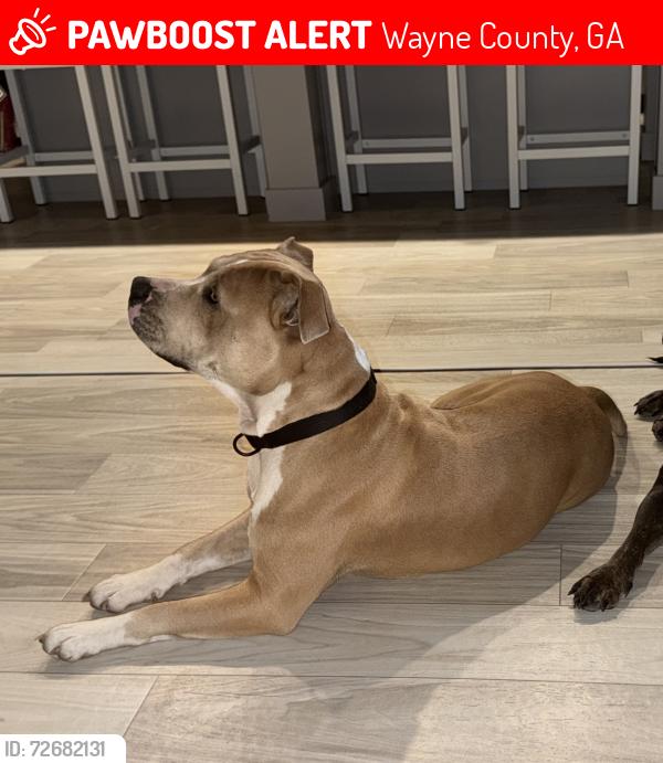 Lost Male Dog last seen Mt pleasant rd, Wayne County, GA 31543