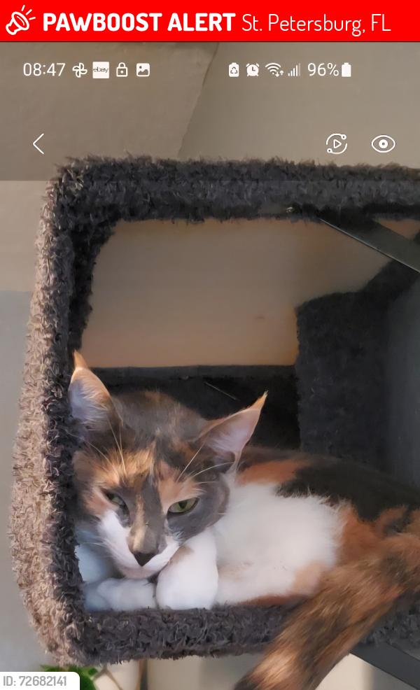 Lost Female Cat last seen Huntington Street NE and Arizona , St. Petersburg, FL 33703