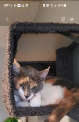 Lost Female Cat last seen Huntington Street NE and Arizona , St. Petersburg, FL 33703