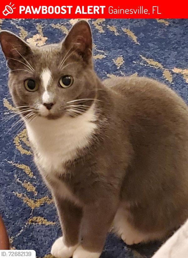 Lost Female Cat last seen NW 36th terrace and NW 39th Ave., Wimberly Estates, Gainesville, FL 32605