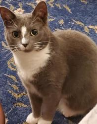 Lost Female Cat last seen NW 36th terrace and NW 39th Ave., Wimberly Estates, Gainesville, FL 32605