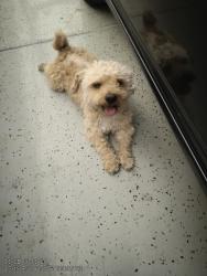 Found/Stray Male Dog last seen 64th Ave and solano , Glendale, AZ 85301