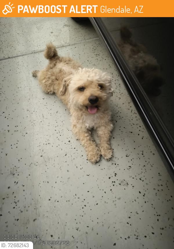 Found/Stray Male Dog last seen 64th Ave and solano , Glendale, AZ 85301