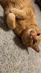Lost Male Cat last seen Near nugget ln and potosi in Dayton nv , Dayton, NV 89403