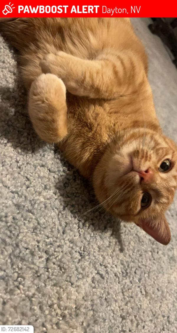 Lost Male Cat last seen Near nugget ln and potosi in Dayton nv , Dayton, NV 89403