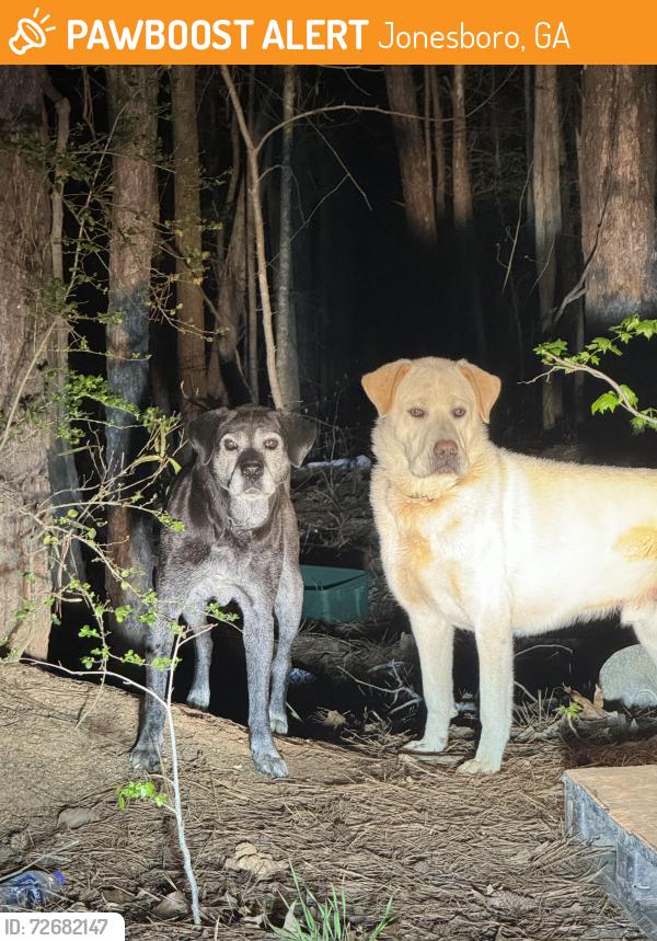 Found/Stray Male Dog last seen Tara Blvd and Tara Rd. Jonesboro GA , Jonesboro, GA 30236