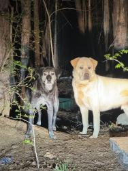 Found/Stray Male Dog last seen Tara Blvd and Tara Rd. Jonesboro GA , Jonesboro, GA 30236