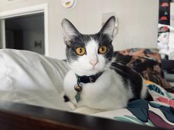 Lost Female Cat last seen Oracle and roger, Tucson, AZ 85705