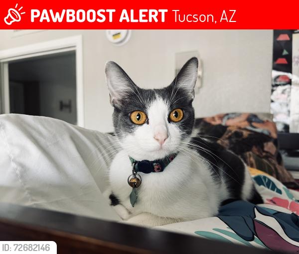 Lost Female Cat last seen Oracle and roger, Tucson, AZ 85705