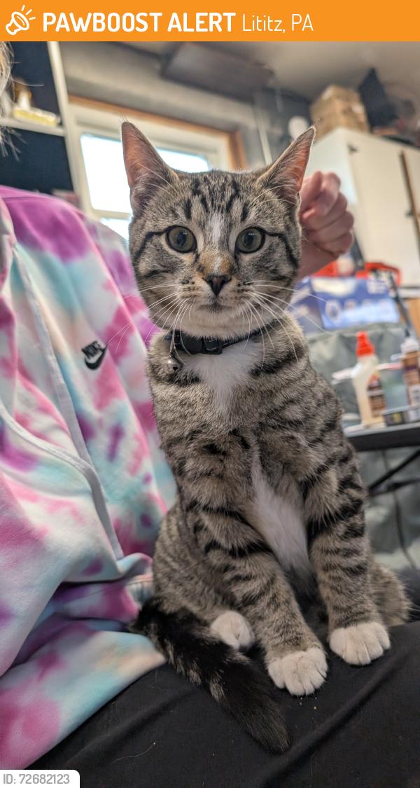 Found/Stray Unknown Cat last seen Lincoln Rd and Brunnerville Rd, Lititz, PA 17543