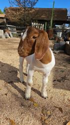 Lost Male Other last seen Chevron FM 1488, Magnolia, TX 77355