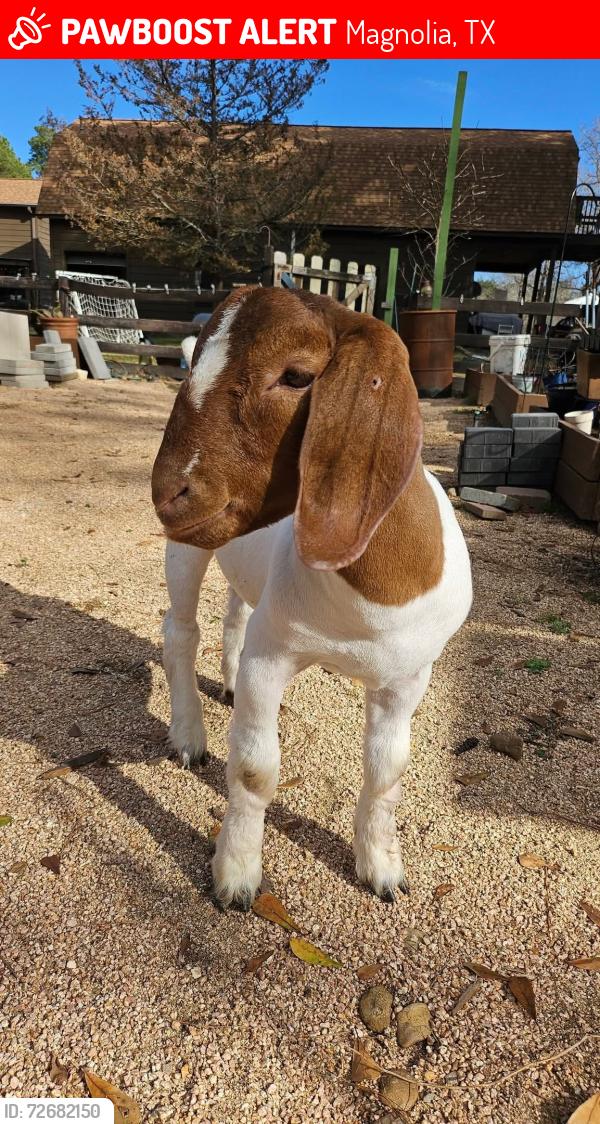 Lost Male Other last seen Chevron FM 1488, Magnolia, TX 77355