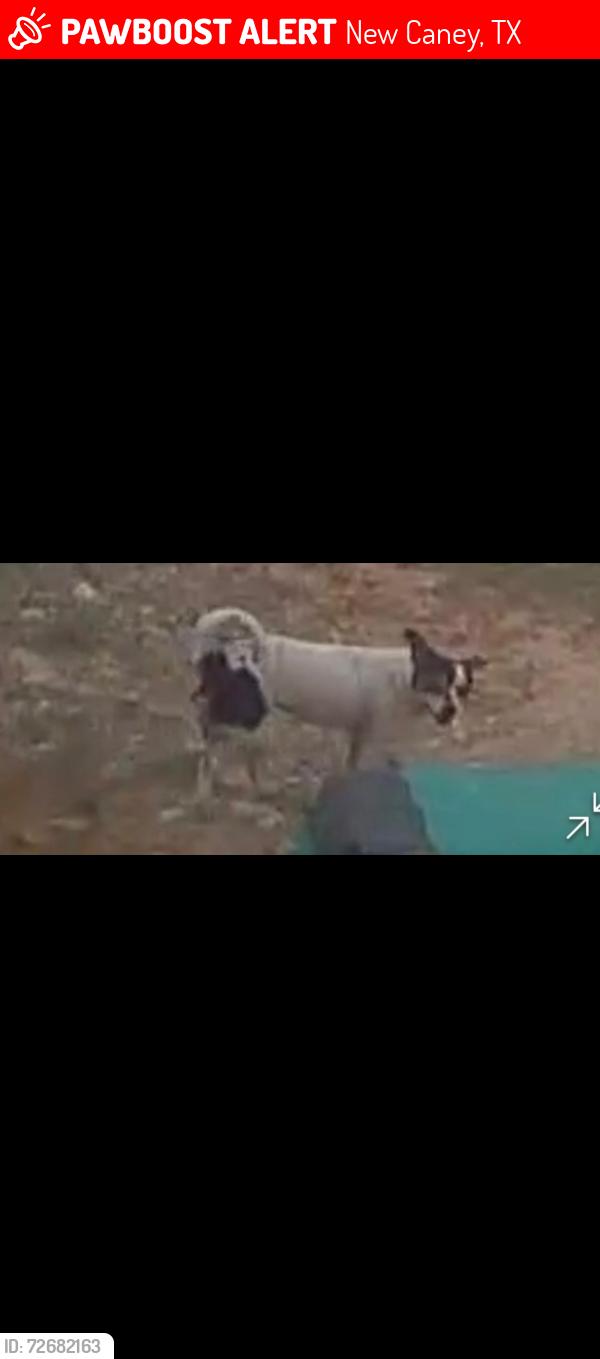Lost Female Dog last seen Near &59, New Caney, TX 77357