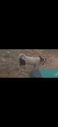 Lost Female Dog last seen Near &59, New Caney, TX 77357