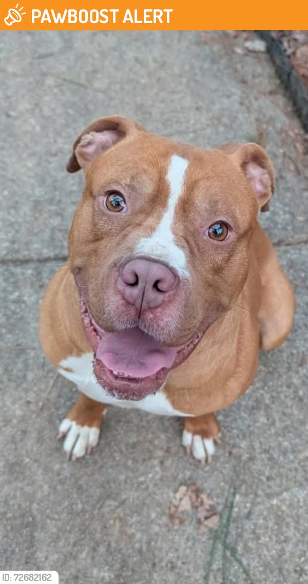 Found/Stray Male Dog last seen Intersection of Jordan Narron Rd and Lynch Rd in Selma (near Thanksgiving Elementary), Johnston County, NC 27527