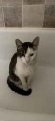 Lost Male Cat last seen Evers, San Antonio, TX 78240