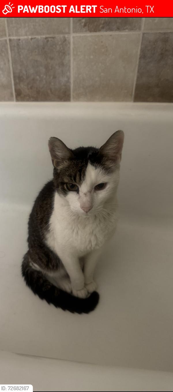 Lost Male Cat last seen Evers, San Antonio, TX 78240