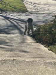 Found/Stray Unknown Dog last seen Dartmouth drive and colgate drive, Fayetteville, NC 28304