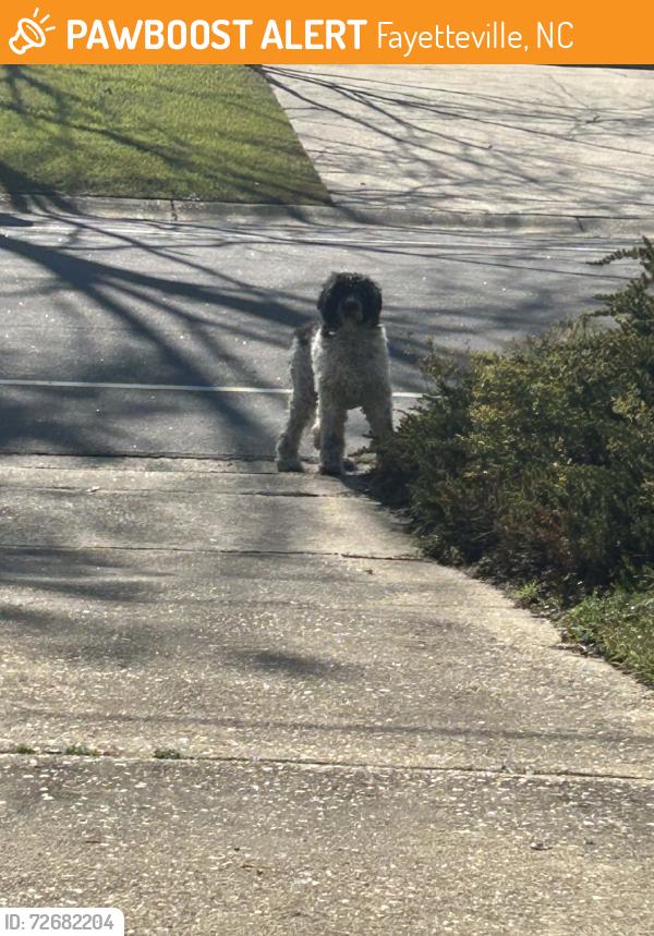 Found/Stray Unknown Dog last seen Dartmouth drive and colgate drive, Fayetteville, NC 28304