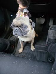 Found/Stray Female Dog last seen San jancinto and Diana, San Jacinto, CA 92583